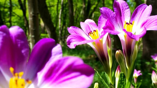 Close-up of purple and white Sparaxis flowers in a bright green forest, sunny day, showing petals, stamen, stem, and buds