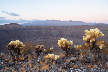 Conjunto de paisajes y flora del desierto de Sonora, México.