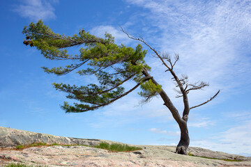 Bent pine tree at Georgian Bay. Killbear Provincial Park, Ontario, Canada. 
