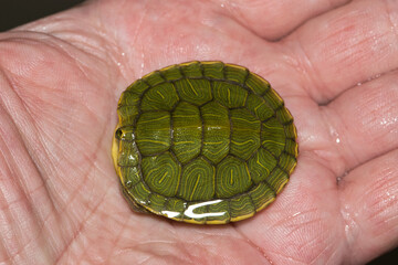 Hand holding baby Red-eared terrapin turtle Trachemys scripta elegans nature wildlife shell pet care.