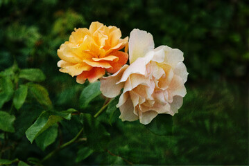 Two roses grunge on paper texture 