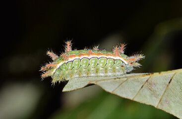 Spiny Oak Slug Caterpillar Euclea delphinii on leaf insect nature Springtime pest control.