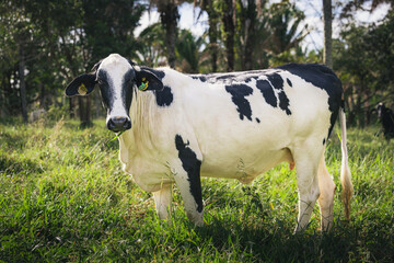 Spotted Holstein Friesian Cow aka Girolando (Bos taurus taurus) in the field at a dairy farm in Goias, Brazil