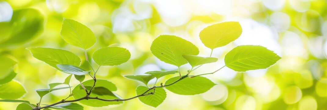 Folhas verdes vibrantes em foco suave, fundo desfocado