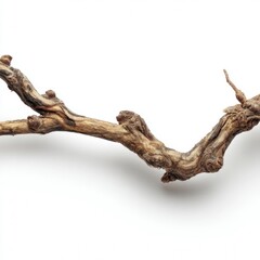 Fototapeta premium Dried Vine Branch on White Background