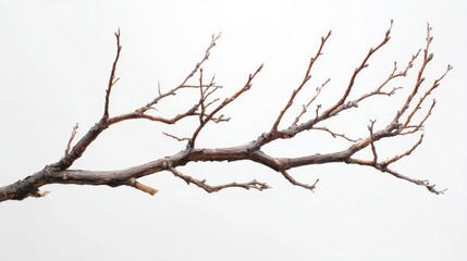 Fototapeta premium Bare Branch Against White Background