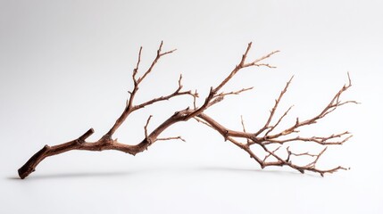 Fototapeta premium Dry Branch on White Background