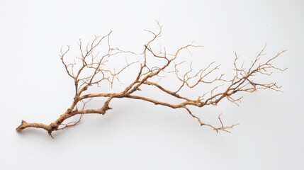 Dried Branch on White Background