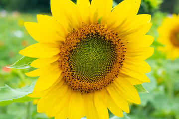 Obraz premium Close-Up of Bright Yellow Sunflower