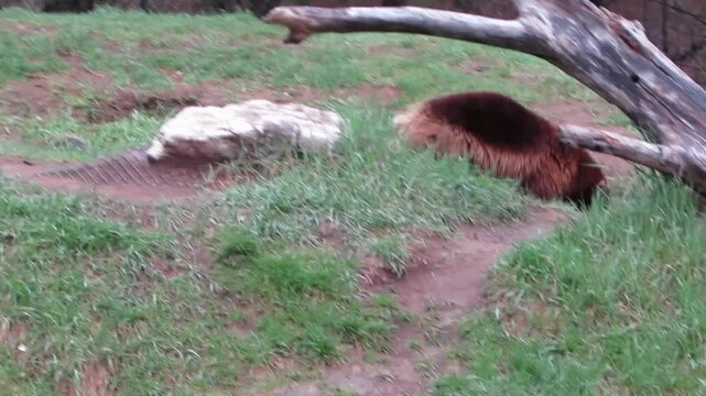 Wolverine searching for food in the grass
