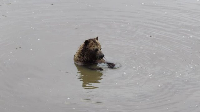 A grizzly bear playing in the water