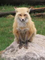 A red fox posing for the camera.