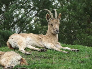 Long-horned Siberian ibex lying in the mountain.
