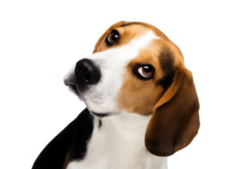 Close-up portrait of a curious Beagle with tricolor coat isolated on transparent background