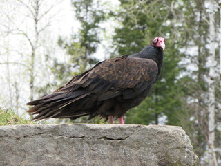 A turkey vulture on the lookout on a rock.