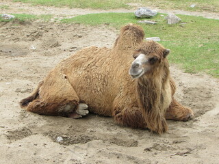 A dromedary lying in the sand.