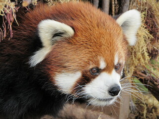 A close-up of a red panda's face.