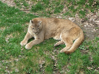 Cougar resting in the green grass.