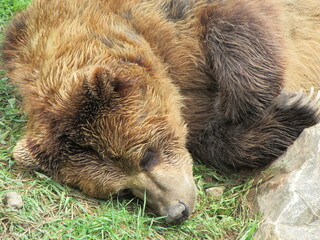 Fototapeta premium A grizzly bear resting in the green grass.