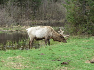 A caribou eats by the river. Its antlers are covered in velvet.