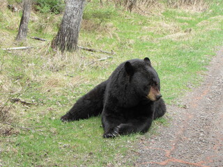 A black bear lying in the green grass.