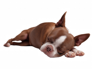 Young Boston Terrier puppy sleeping on transparent background