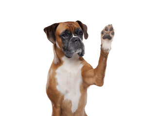 Boxer dog standing on hind legs with paw raised, isolated on transparent background