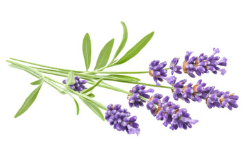Fototapeta premium Aromatic sprigs of lavender flowers with green leaves on transparent background
