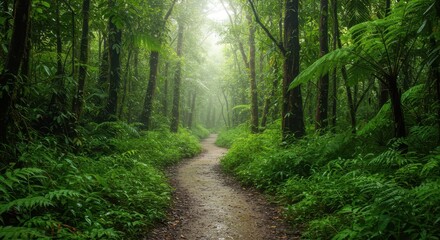Fototapeta premium Serene Pathway Through Lush Green Forest Surrounded by Mist and Vibrant Ferns Inviting Exploration and Adventure in Nature's Tranquility