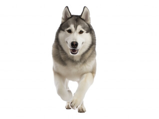Fototapeta premium Siberian Husky in motion with transparent background