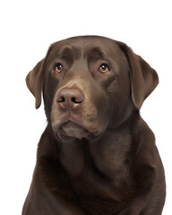 Close-up portrait of a chocolate Labrador Retriever with golden eyes isolated on transparent background