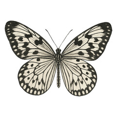 Paper Kite Butterfly Vector with Spread Black and White Wings Isolated on White