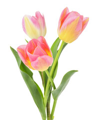 Three beautiful colorful tulips isolated on white
