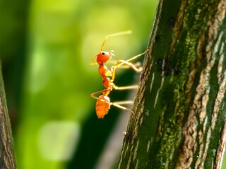 Weaver ants or Oecophylla are walking on a tree trunk