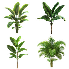 Four tropical plants isolated on dark background