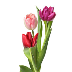 Beautiful colorful tulips isolated on white. Spring flowers