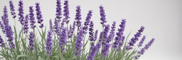 Obraz premium Vibrant purple lavender sprigs arranged on pure white backdrop, essential oil, stems, elegant