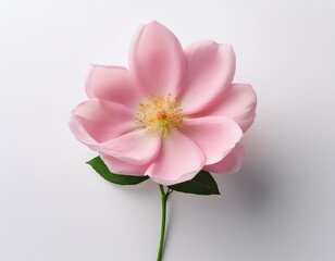 Naklejka premium a single pink flower sits on a white background its green stem adding a pop of contrast