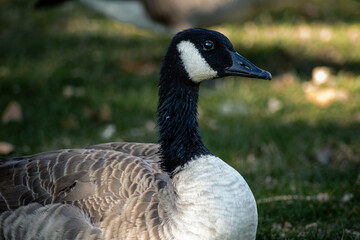 goose on the grass