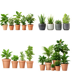 Obraz premium Collection of potted plants in various pots