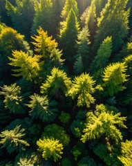 Fototapeta premium Lush Forest Canopy