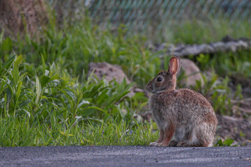Spring bunny on the road