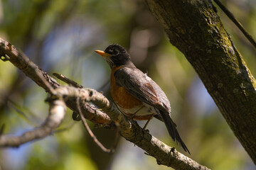 Fototapeta premium Spring Robin in the tree