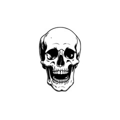 Detailed artistic monochrome vector drawing of a human skull on a blank background