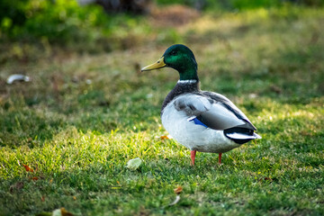 duck on the grass