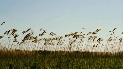 Field of tall grass with seed heads blowing in wind against pale blue sky backdrop showcasing nature and landscape.