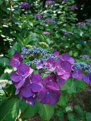 Obraz premium 紫陽花