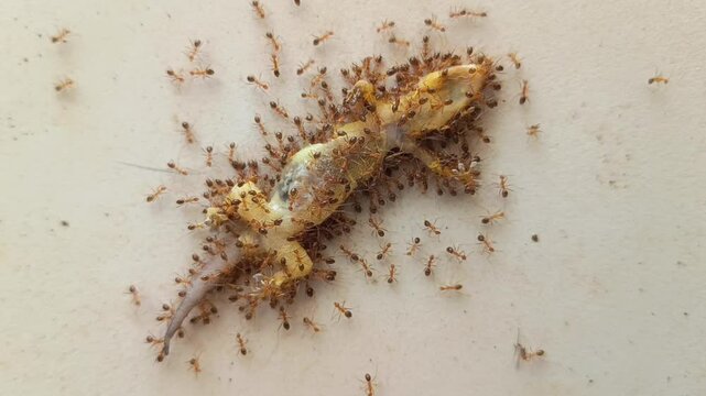 A dead gecko (Hemidactylus platyurus) was eaten by ants. The ants eat the dead gecko. Condition of the dead gecko.