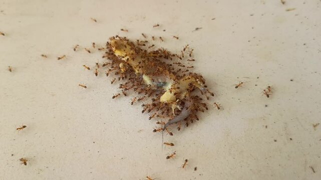 A dead gecko (Hemidactylus platyurus) was eaten by ants. The ants eat the dead gecko. Condition of the dead gecko.