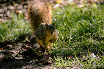 squirrel on the grass
